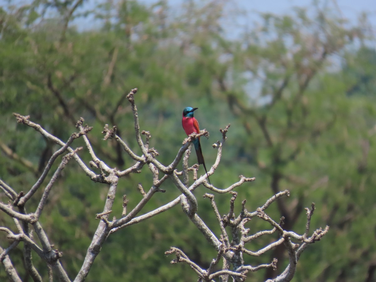 Northern Carmine Bee-eater - ML638621576