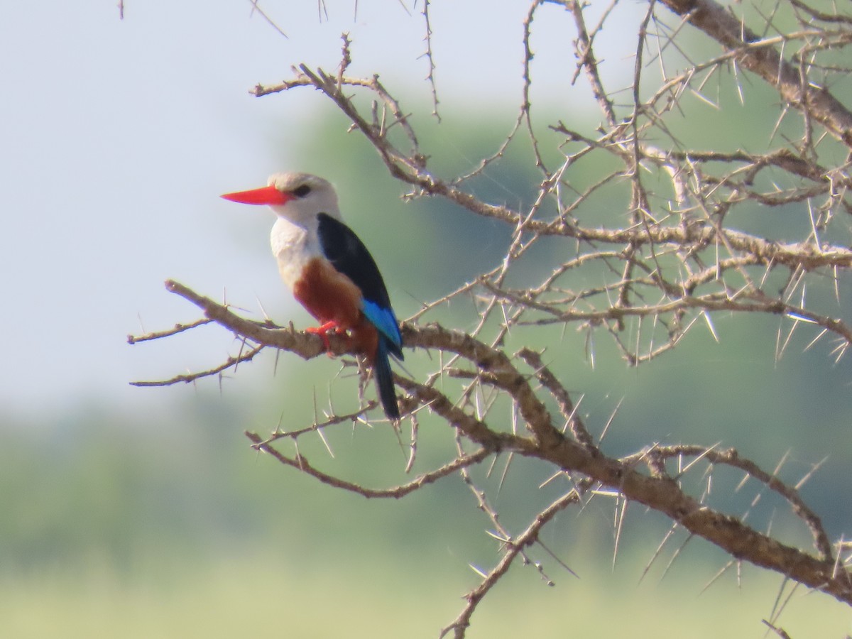 Gray-headed Kingfisher - ML638621580