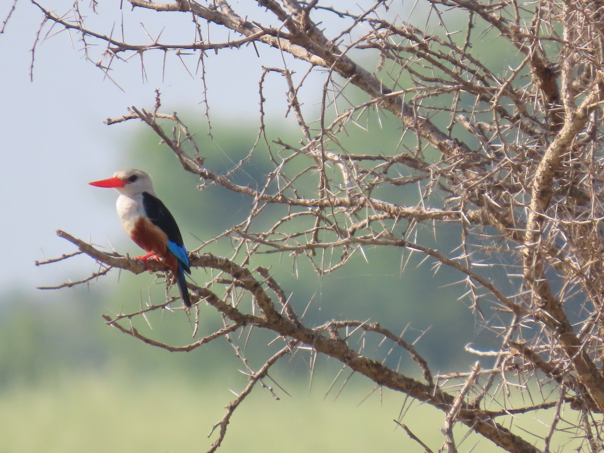 Gray-headed Kingfisher - ML638621581