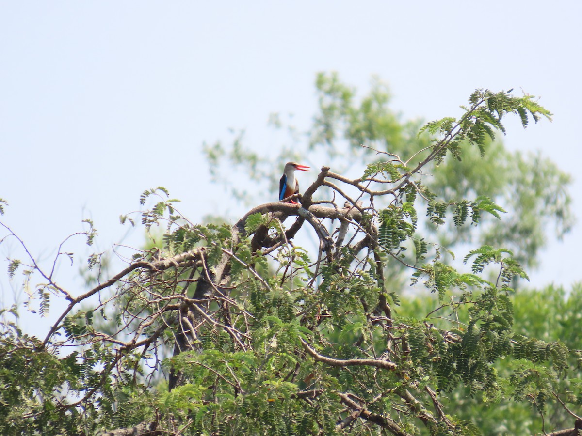 Gray-headed Kingfisher - ML638621583