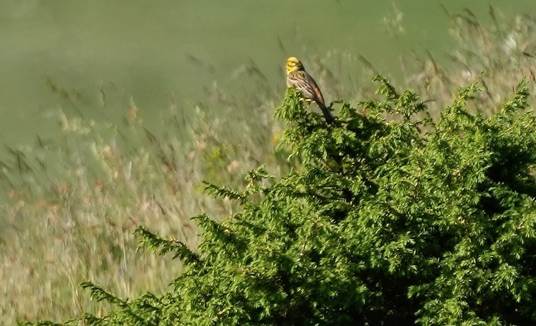 Yellowhammer - ML638621586