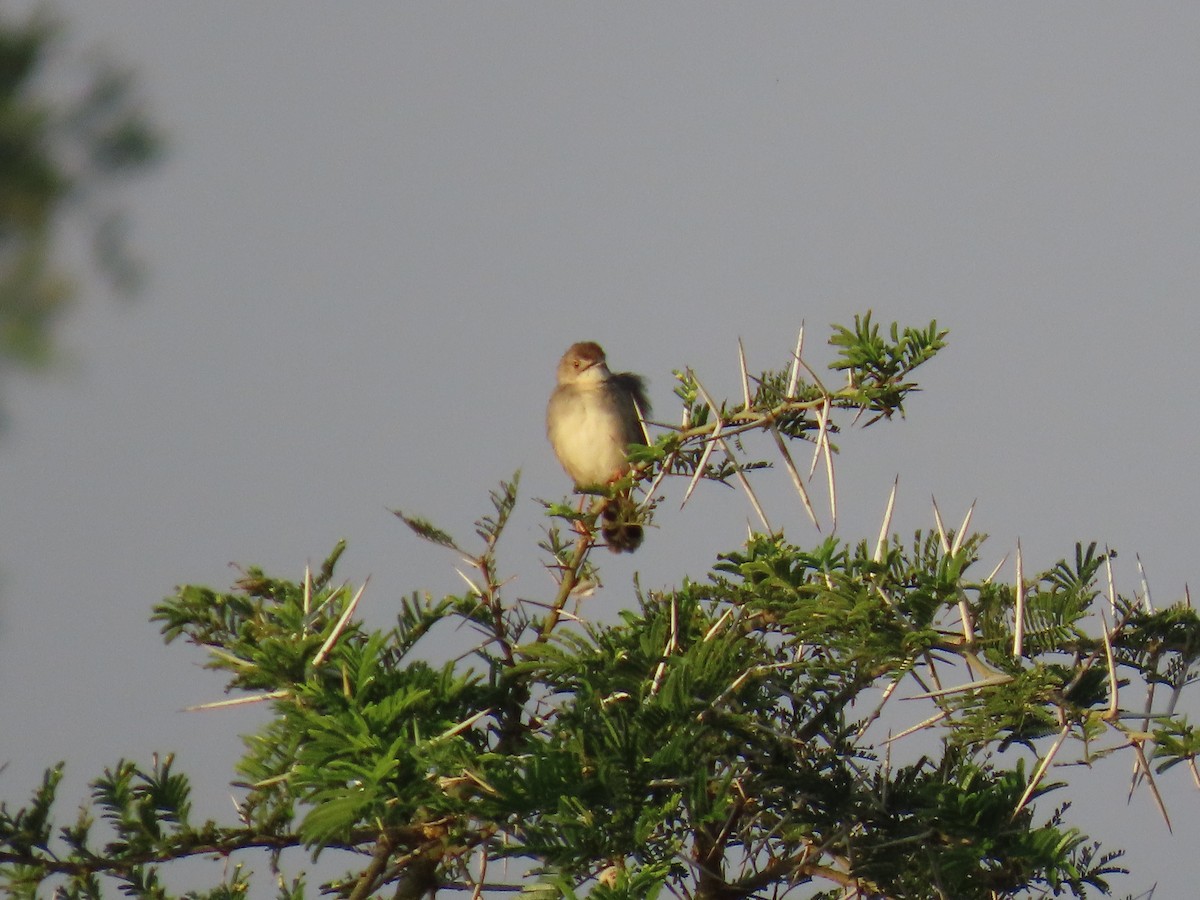 Rattling Cisticola - ML638621623