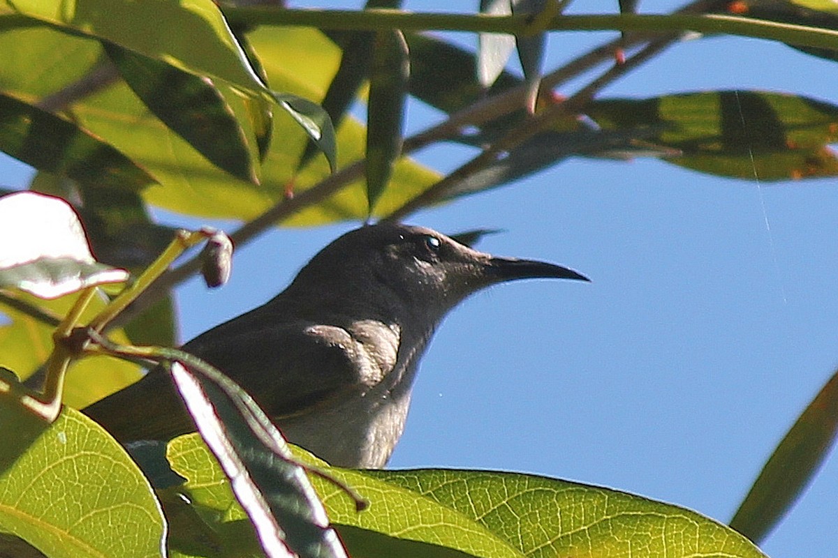 Brown Honeyeater - ML638621624