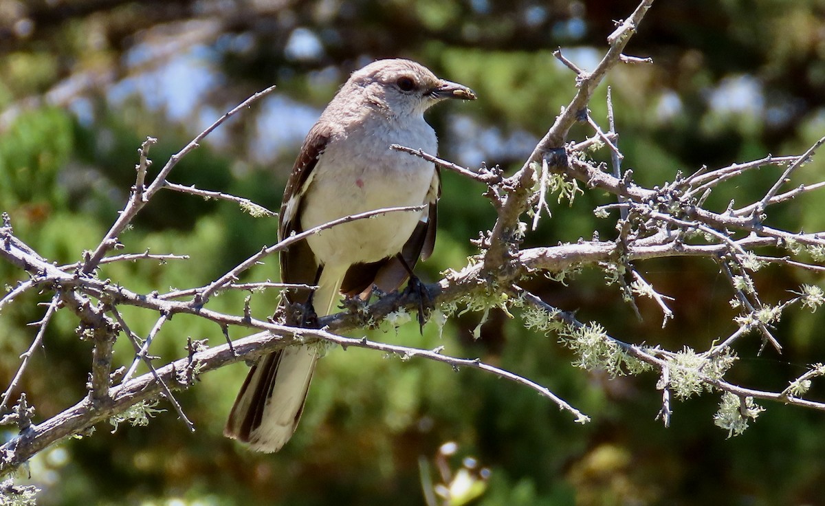 Northern Mockingbird - ML638621633