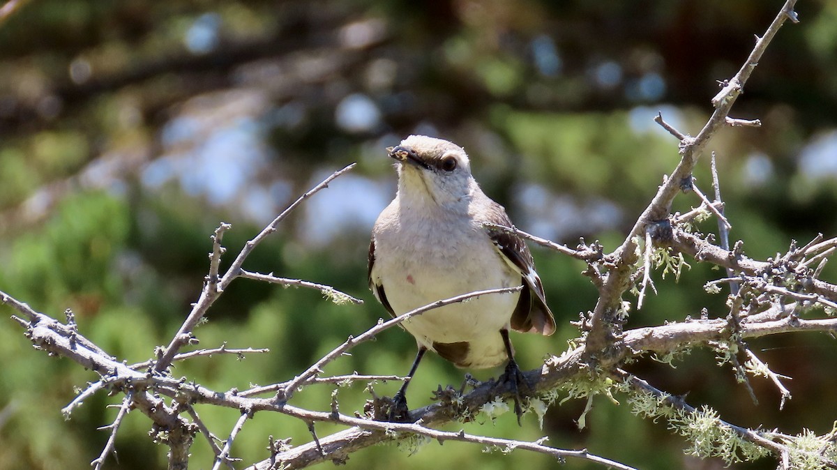 Northern Mockingbird - ML638621634