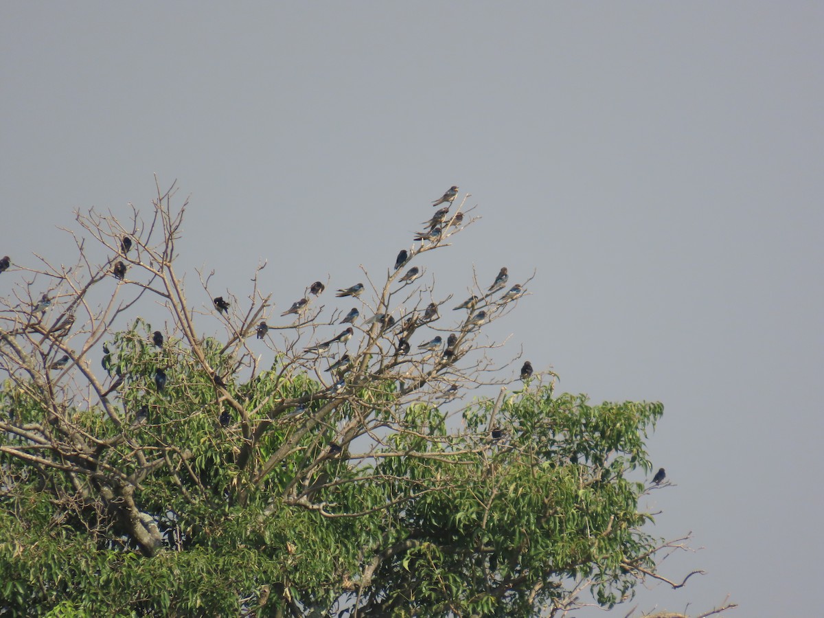 Barn Swallow - ML638621635