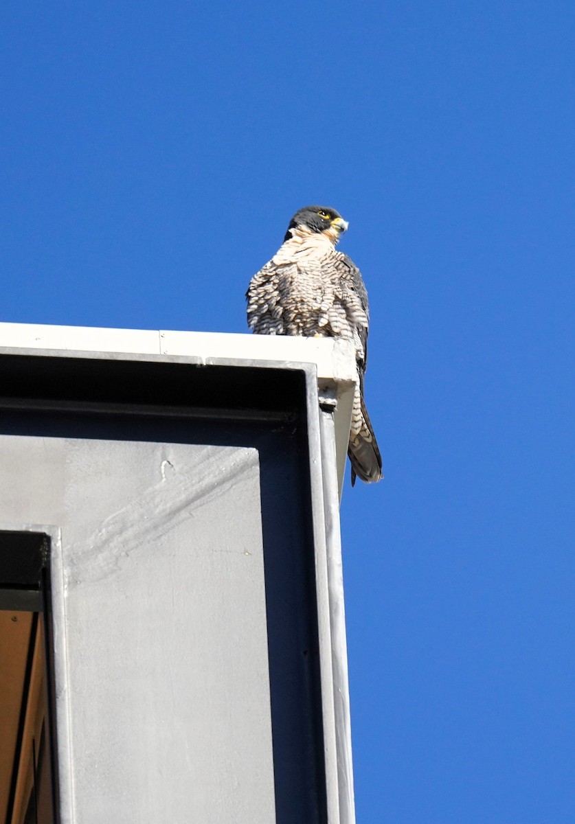 Peregrine Falcon (Australian) - ML638621636