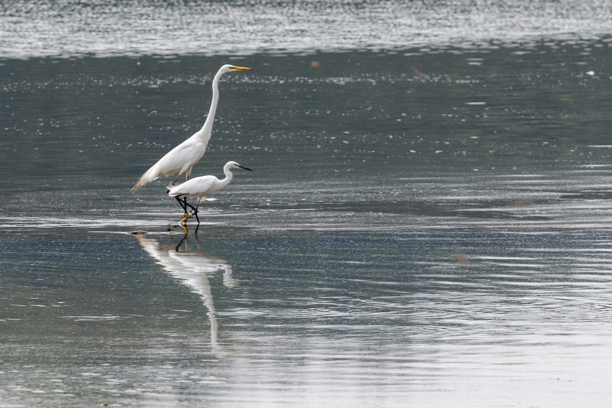 Great Egret - ML638621637