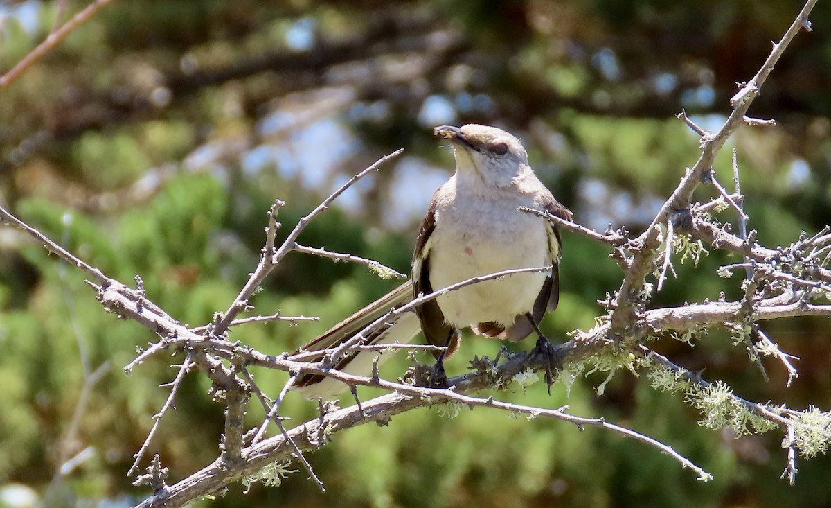 Northern Mockingbird - ML638621638