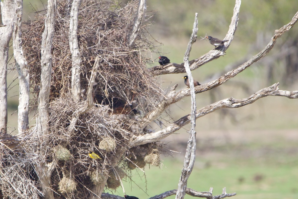 Common Myna - ML638621639