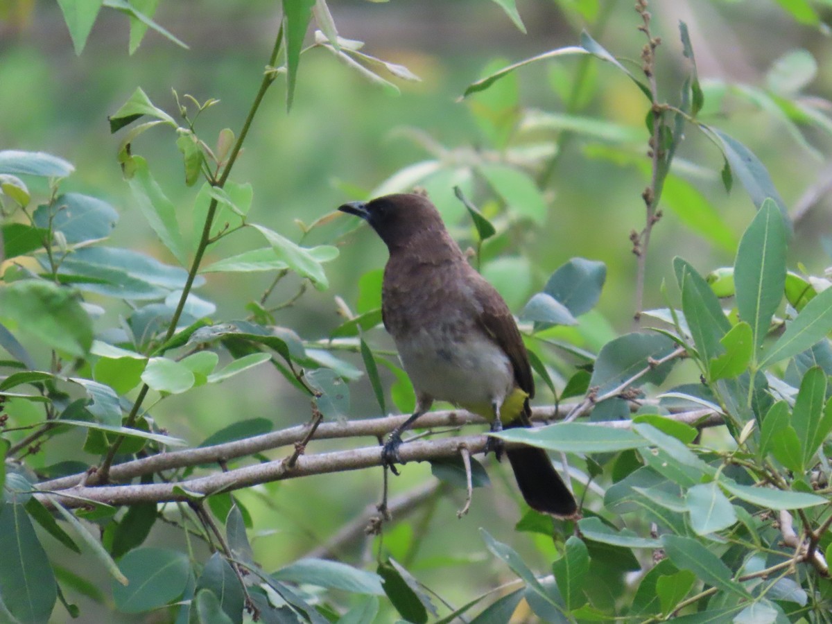 Common Bulbul - ML638621640