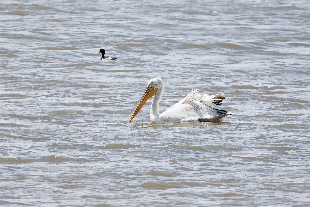 Dalmatian Pelican - ML638621644