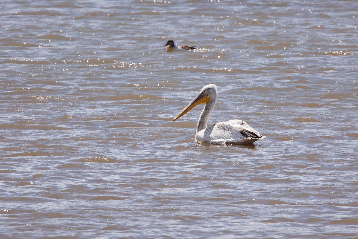 Dalmatian Pelican - ML638621645