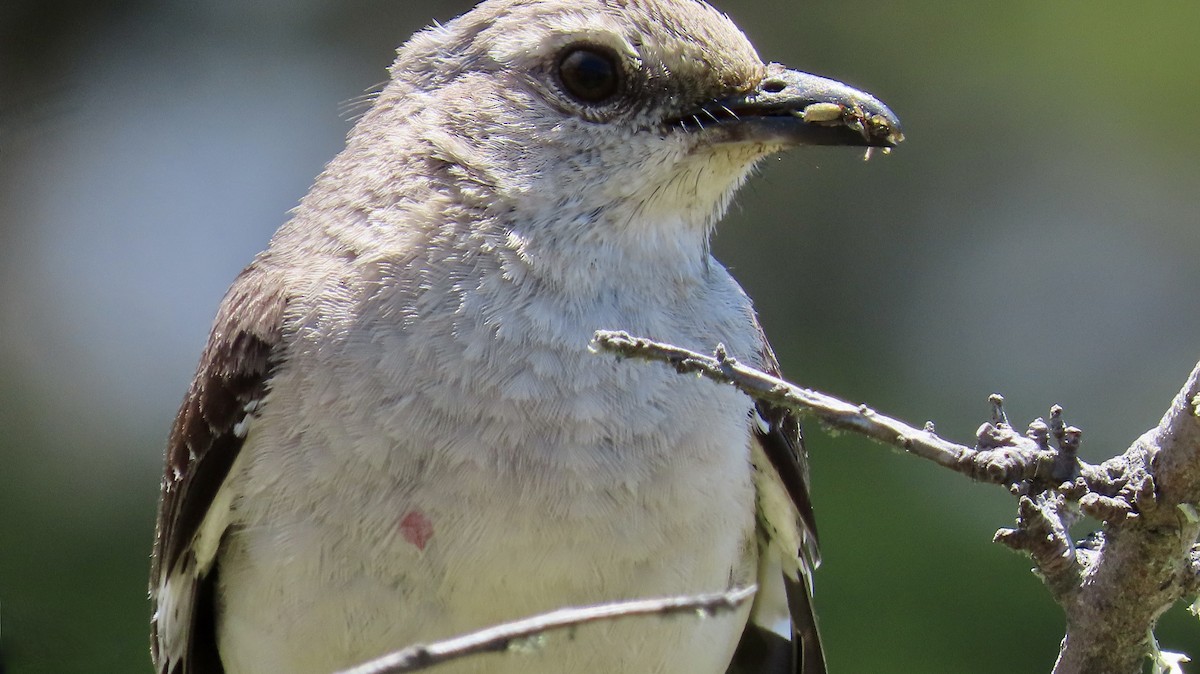 Northern Mockingbird - ML638621646
