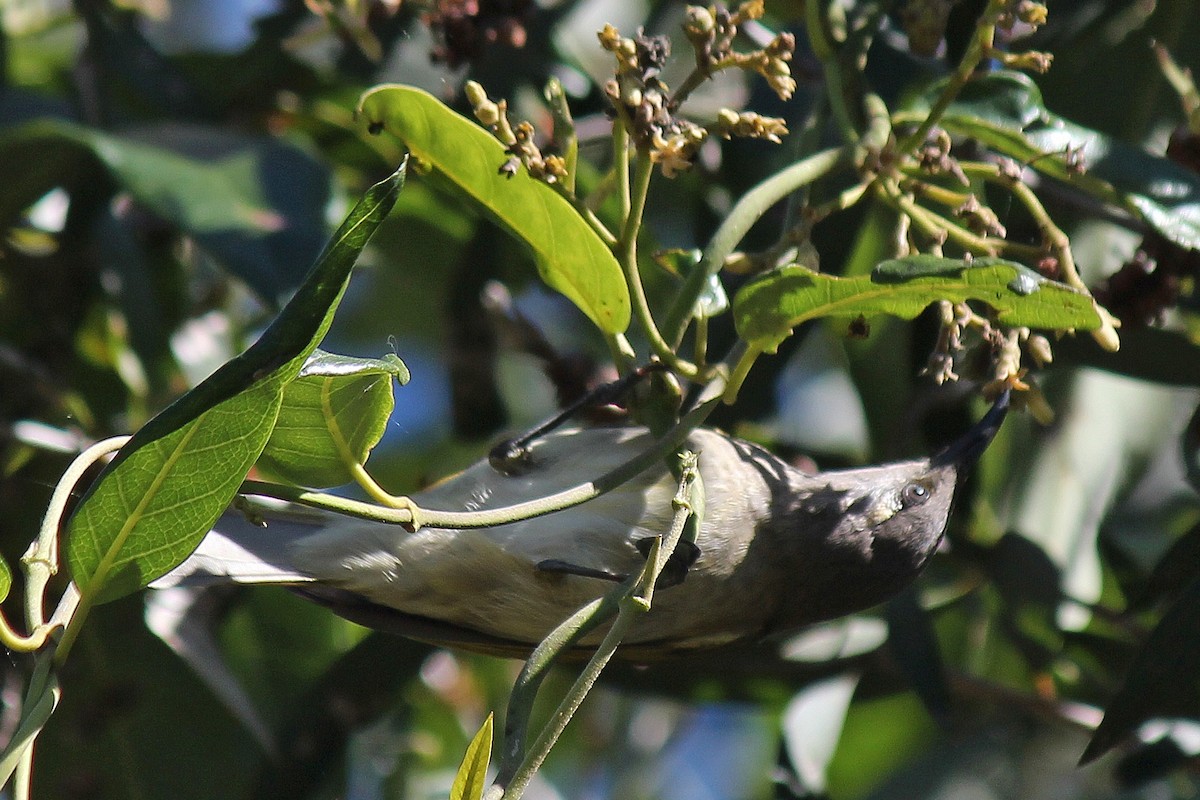 Brown Honeyeater - ML638621648