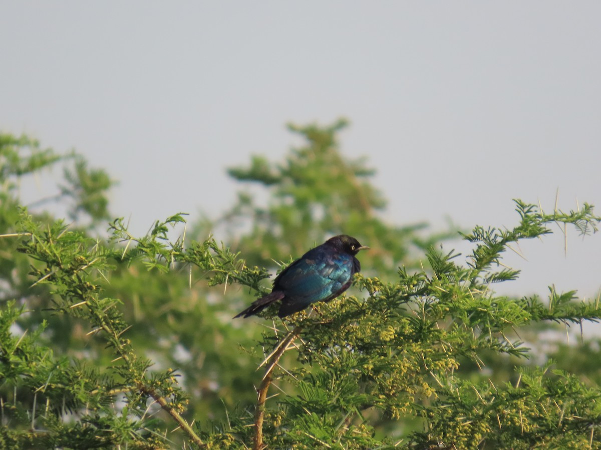 Rüppell's Starling - ML638621649
