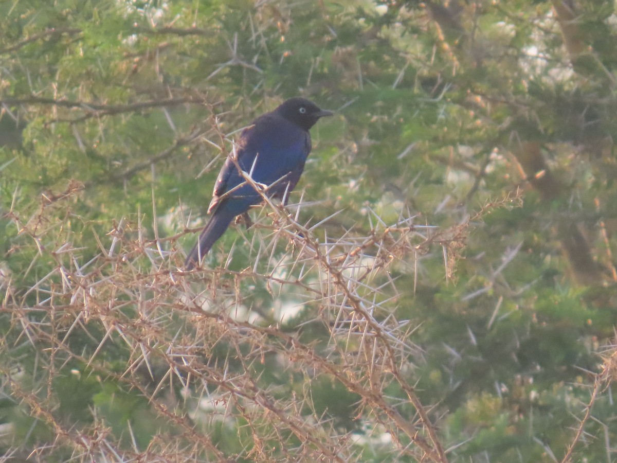 Rüppell's Starling - ML638621650