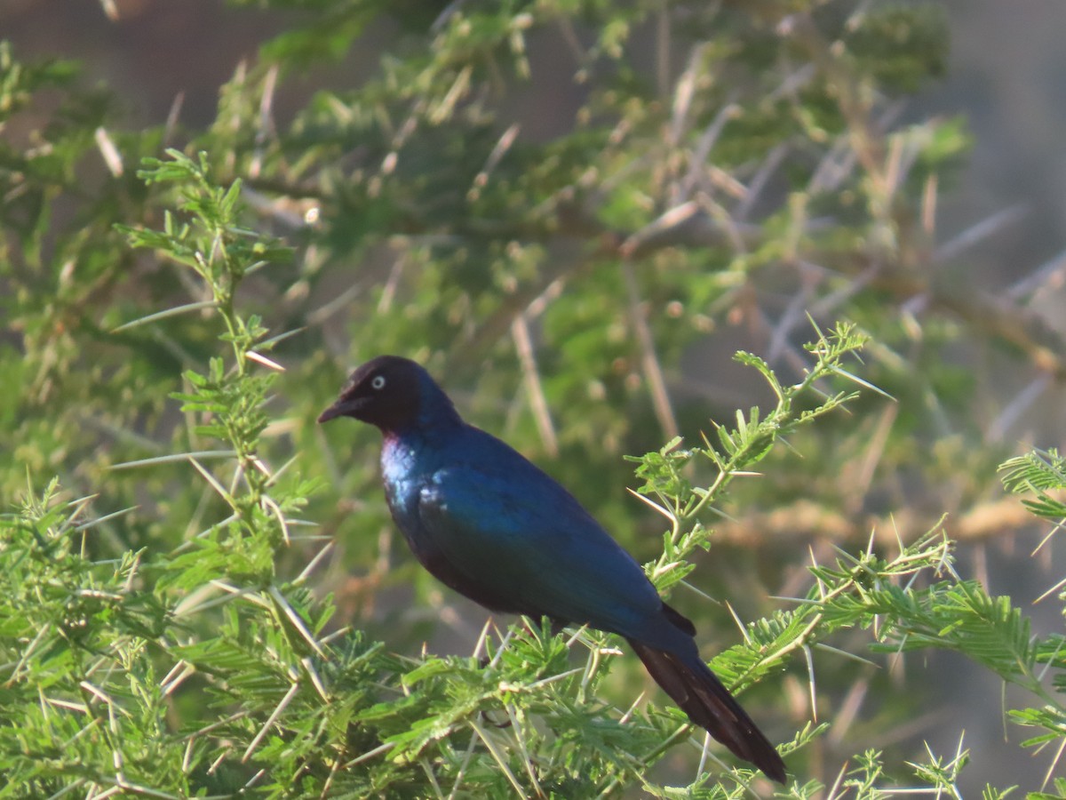 Rüppell's Starling - ML638621651