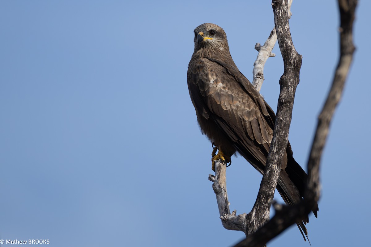 Black Kite - ML638621653