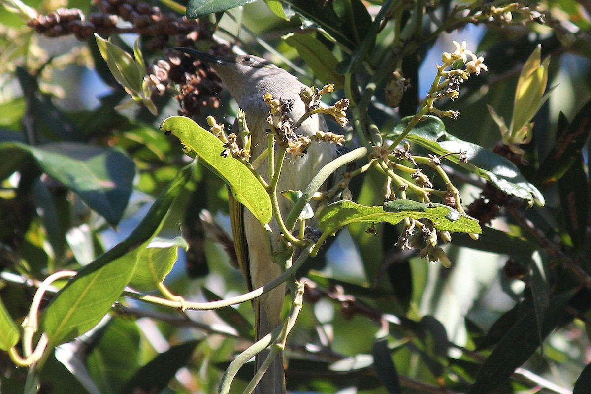 Brown Honeyeater - ML638621657