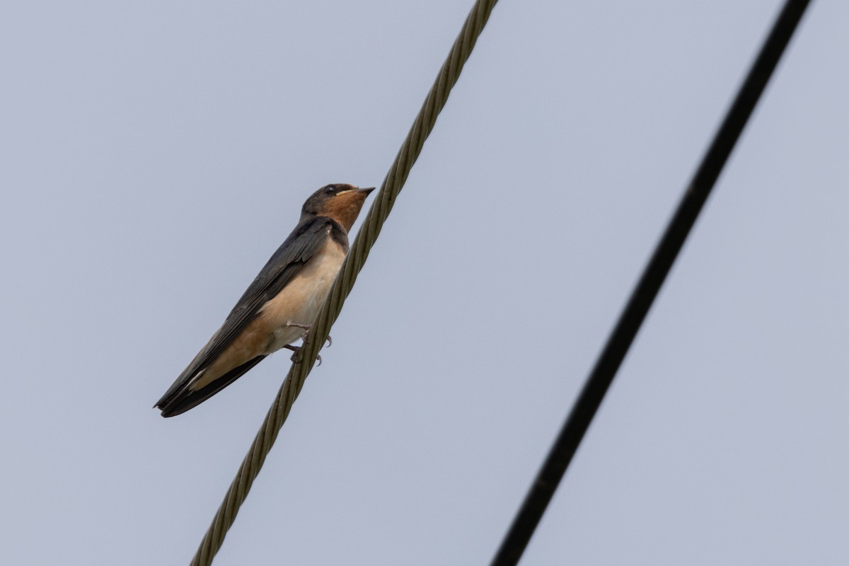 Barn Swallow - ML638621658