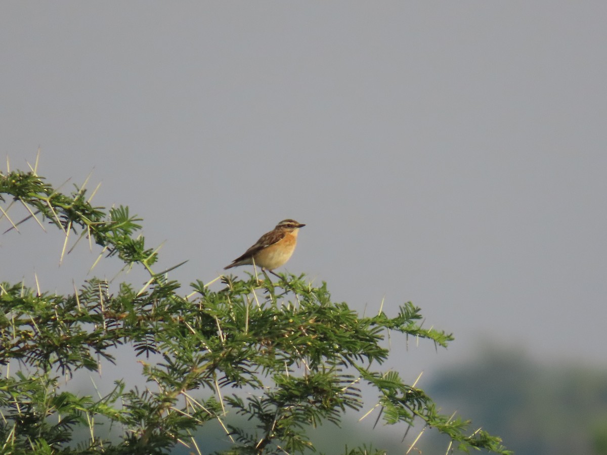 Whinchat - ML638621659