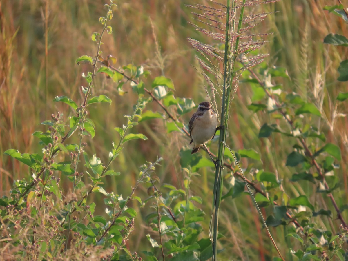 Whinchat - ML638621660