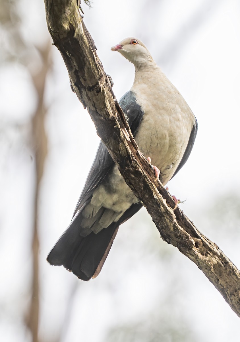 White-headed Pigeon - ML638621663