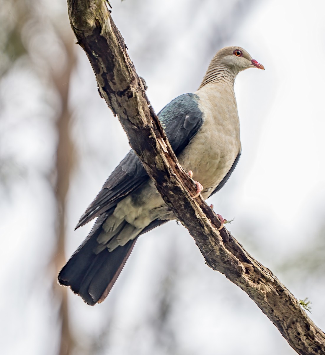 White-headed Pigeon - ML638621664