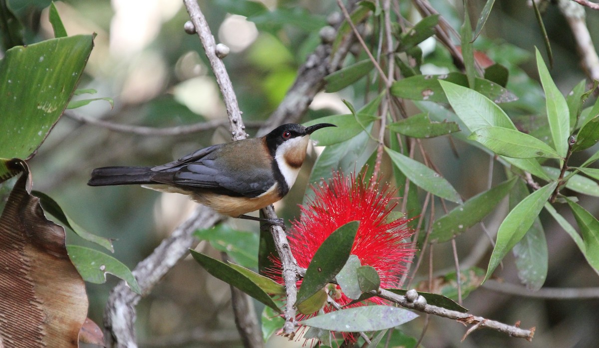 Eastern Spinebill - ML638621666