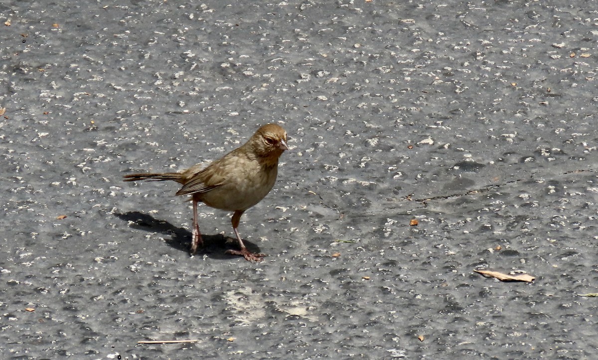California Towhee - ML638621672