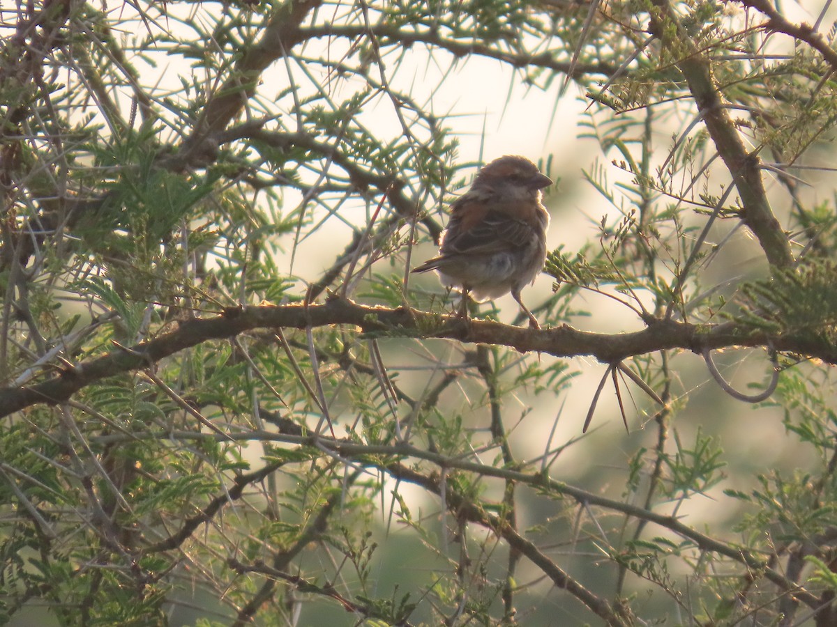 Shelley's Rufous Sparrow - ML638621673