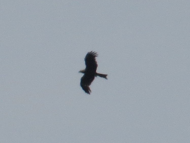黑鳶 - ML638621685