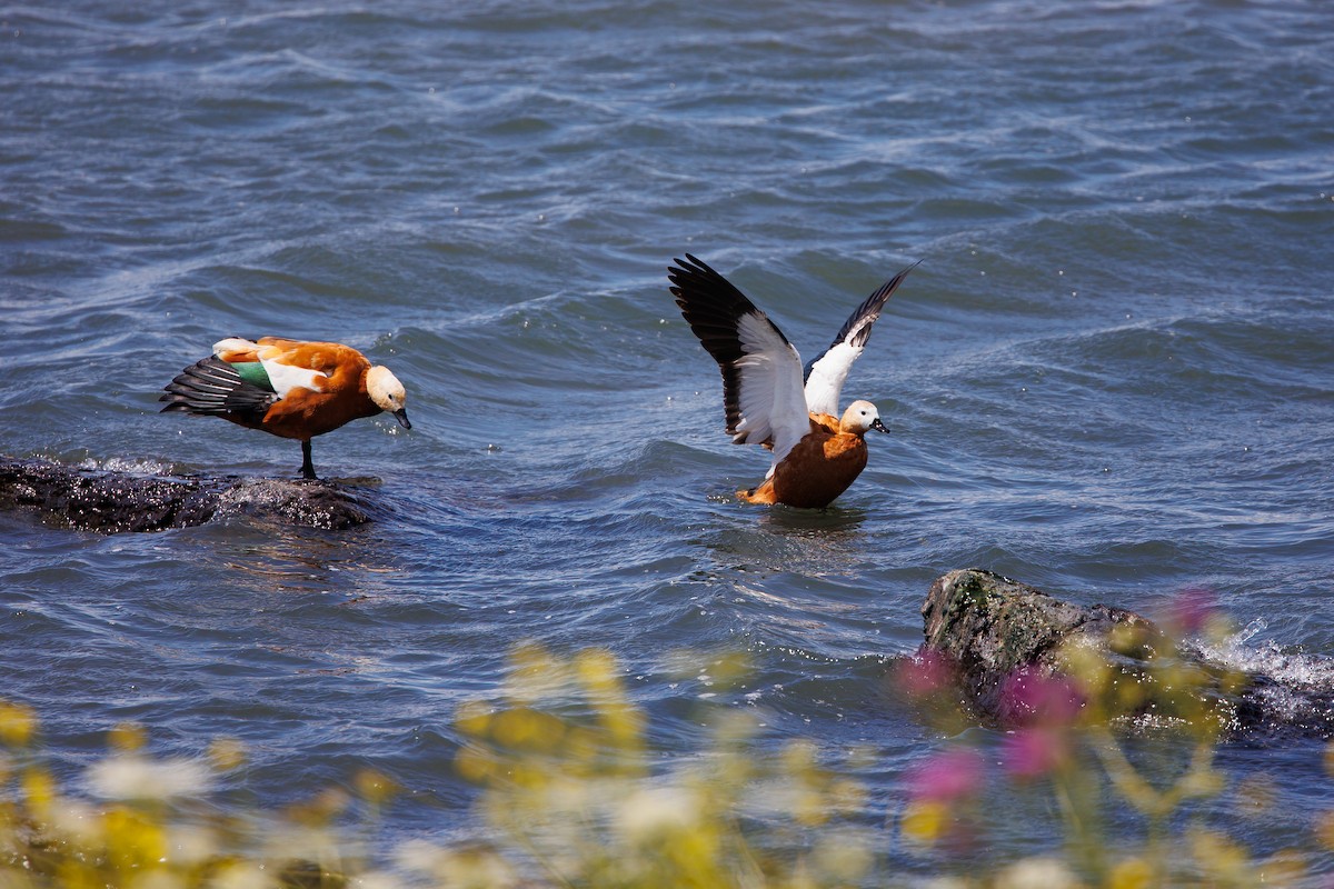 Ruddy Shelduck - ML638621692