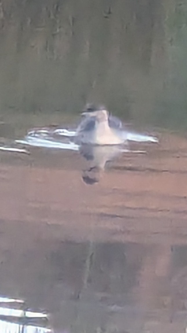 Hoary-headed Grebe - ML638621694