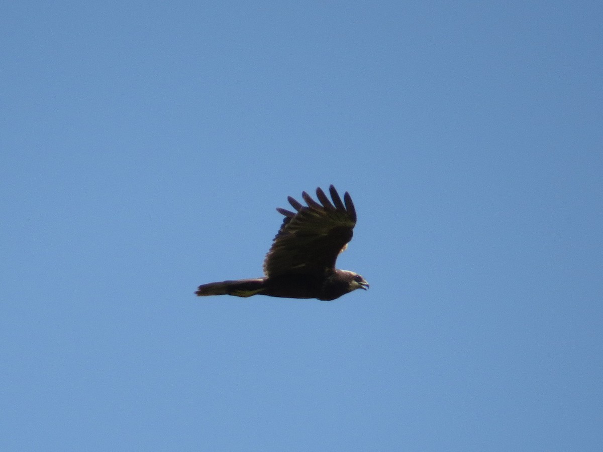 Western Marsh Harrier - ML638621695