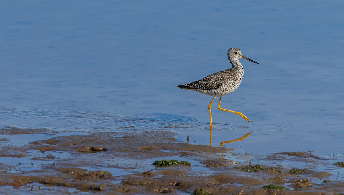 Greater Yellowlegs - ML638621697