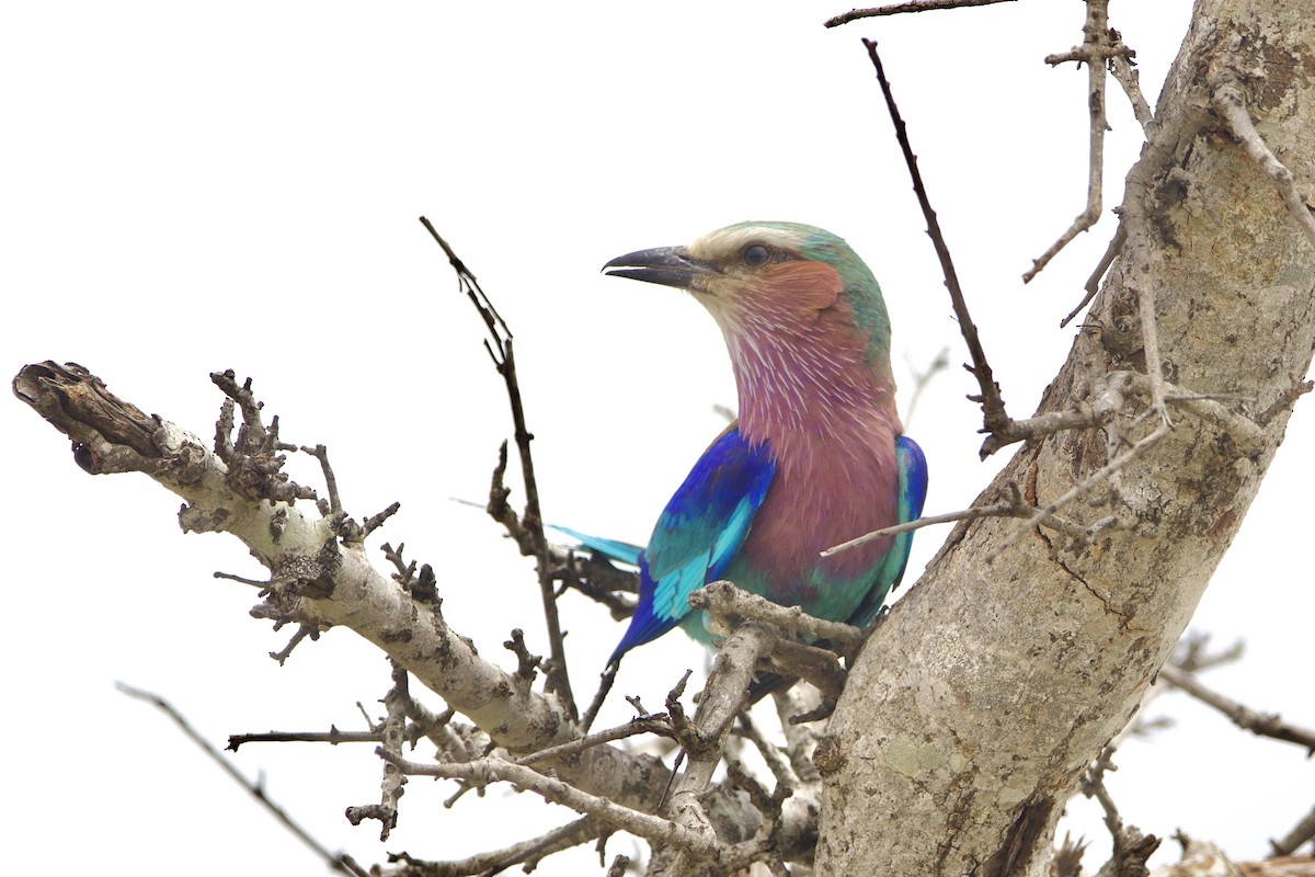 Lilac-breasted Roller (Lilac-breasted) - ML638621699