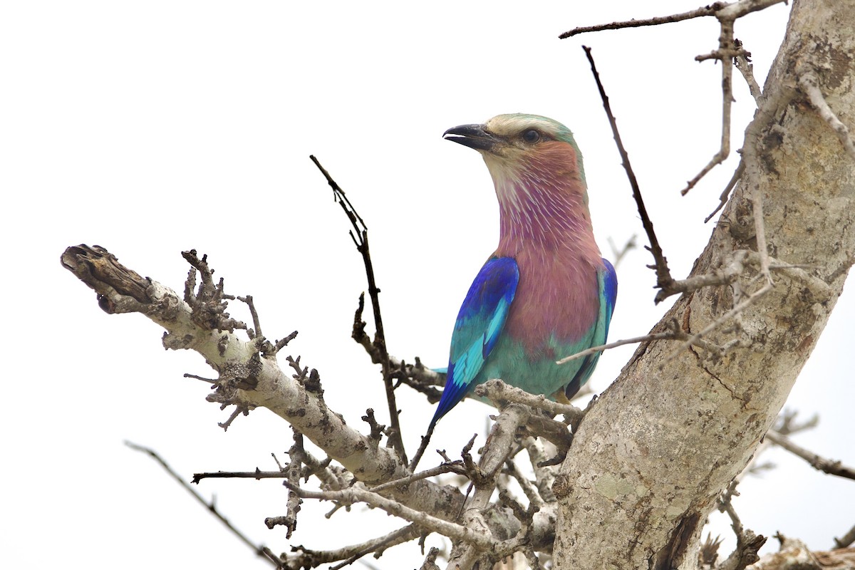 Lilac-breasted Roller (Lilac-breasted) - ML638621700
