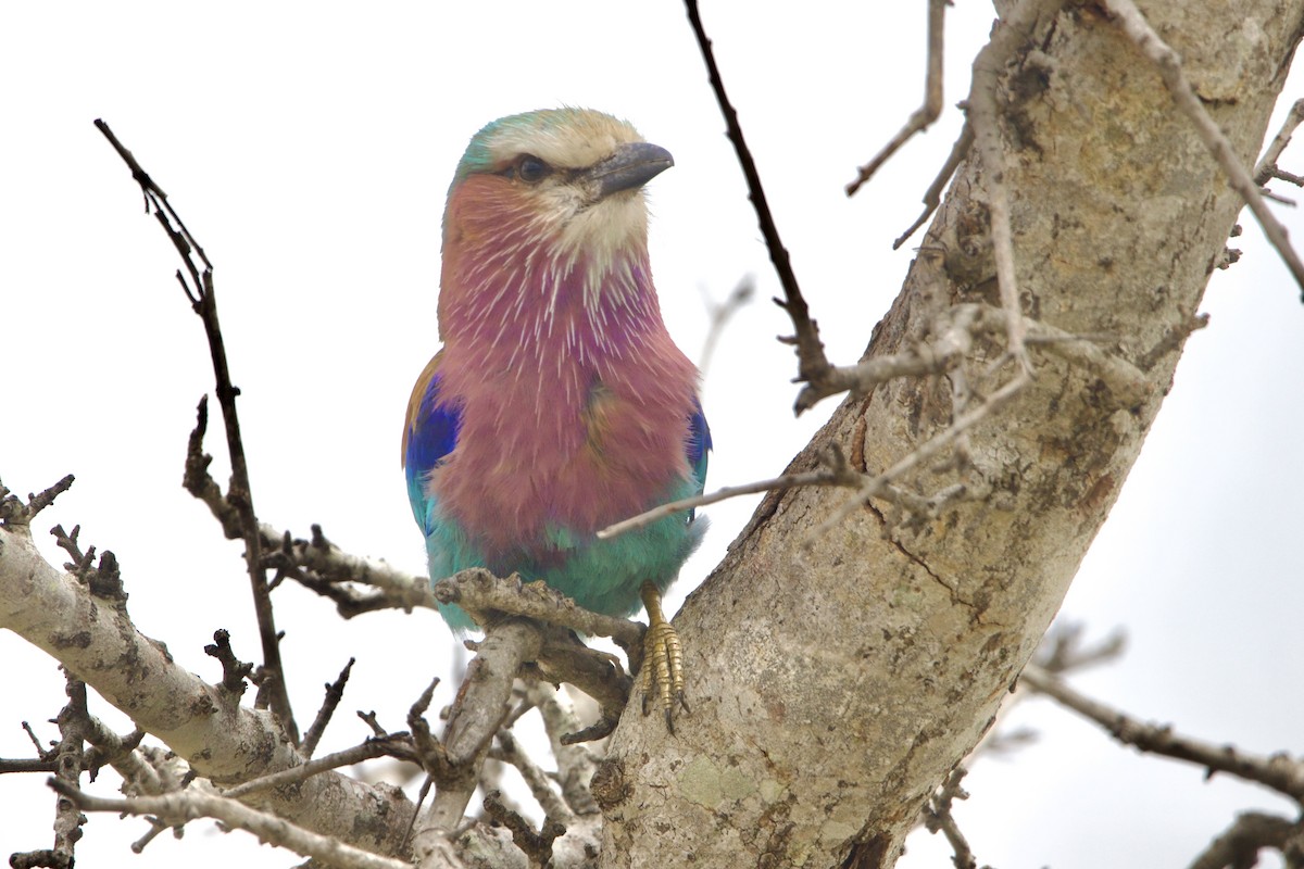 Lilac-breasted Roller (Lilac-breasted) - ML638621701