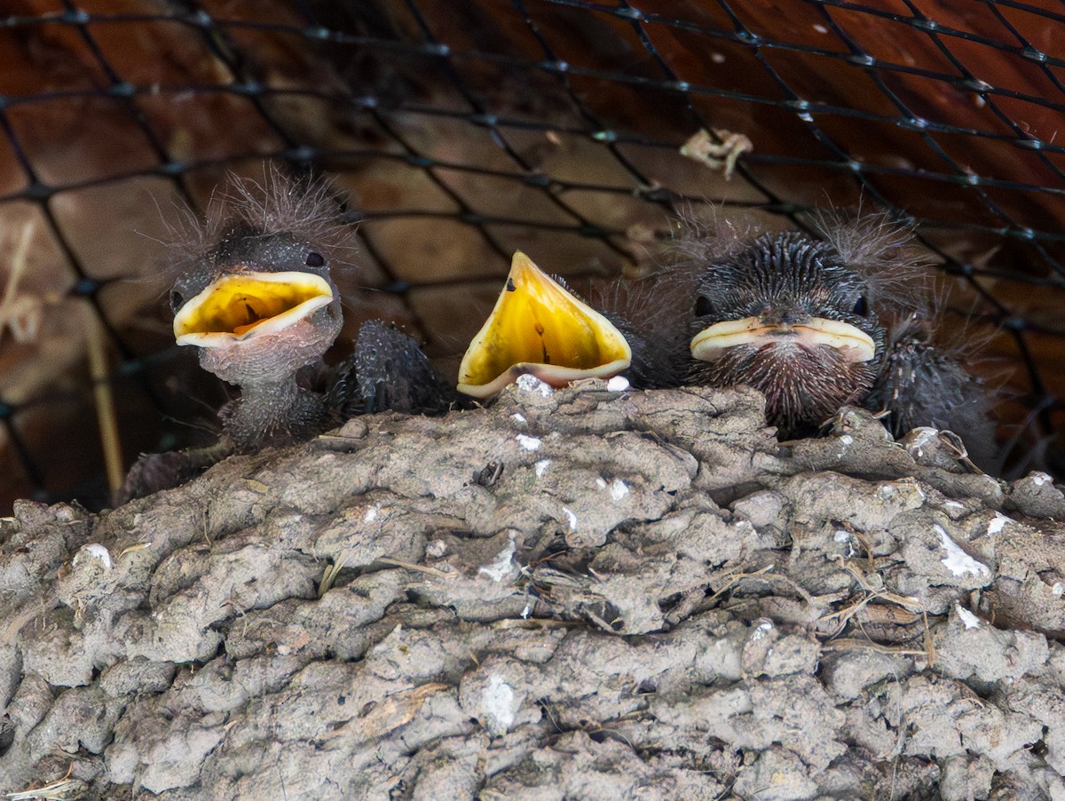 Barn Swallow - ML638621703
