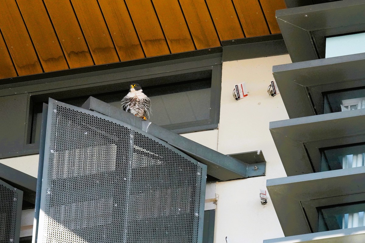 Peregrine Falcon (Australian) - ML638621704