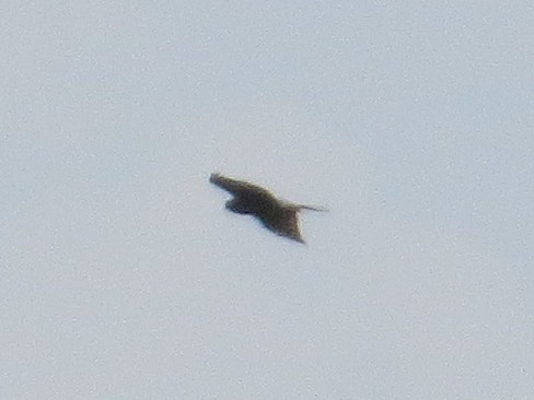 Eurasian Sparrowhawk - ML638621706