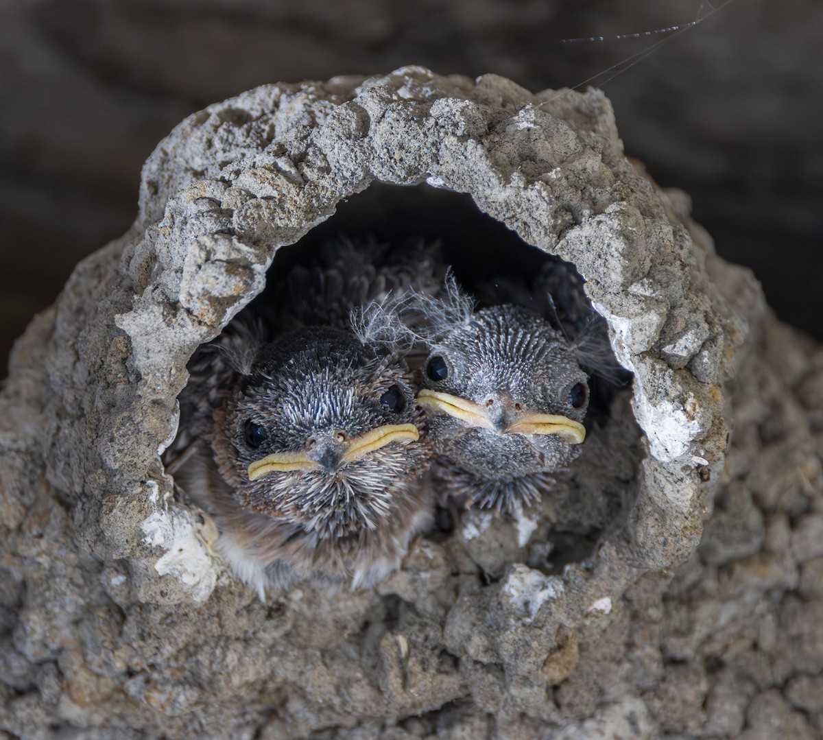 Cliff Swallow - ML638621707