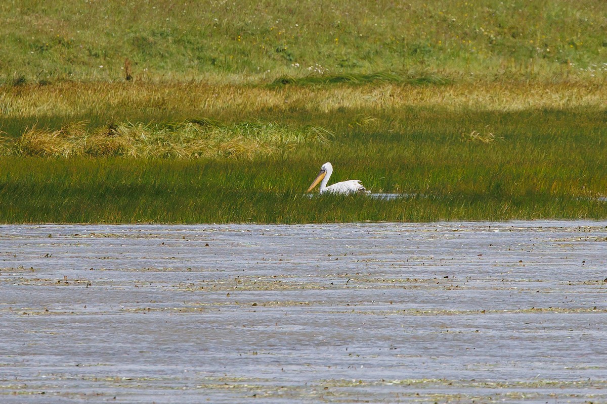 Dalmatian Pelican - ML638621710