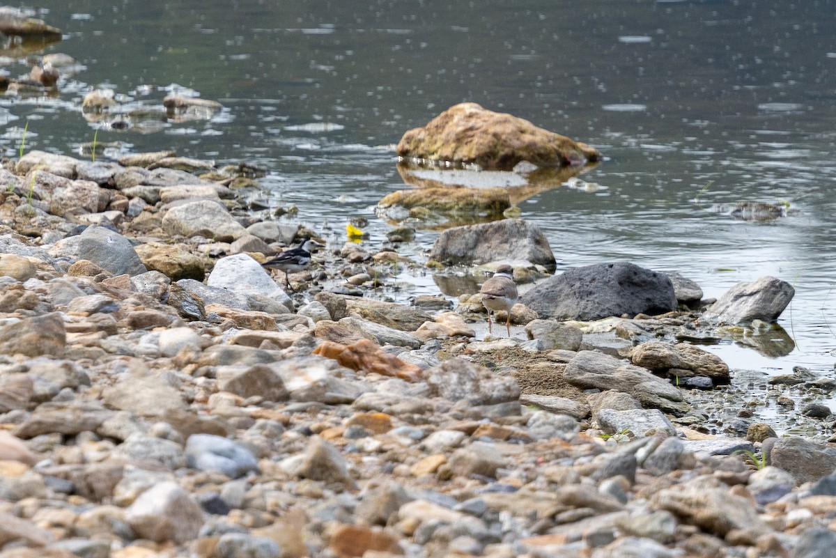 White Wagtail - ML638621711