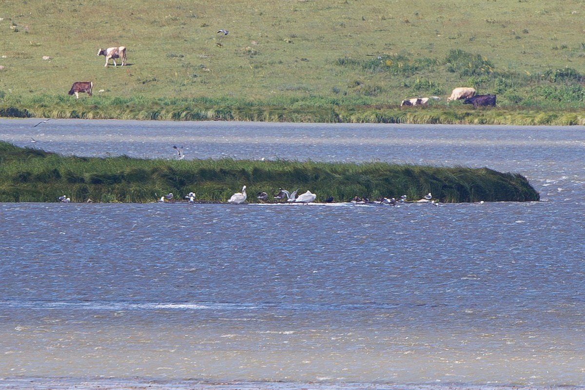 Graylag Goose - ML638621712