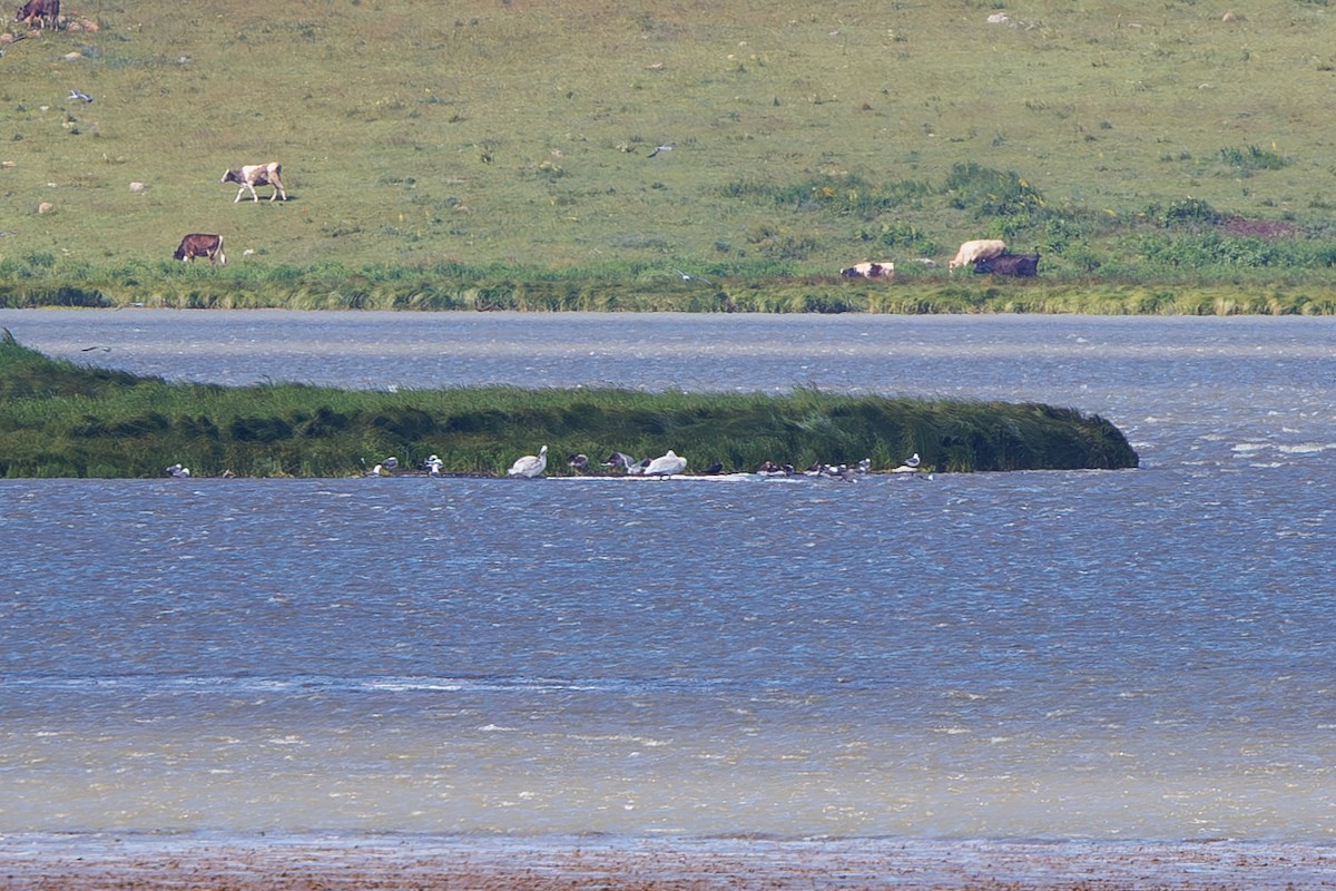 Graylag Goose - ML638621713