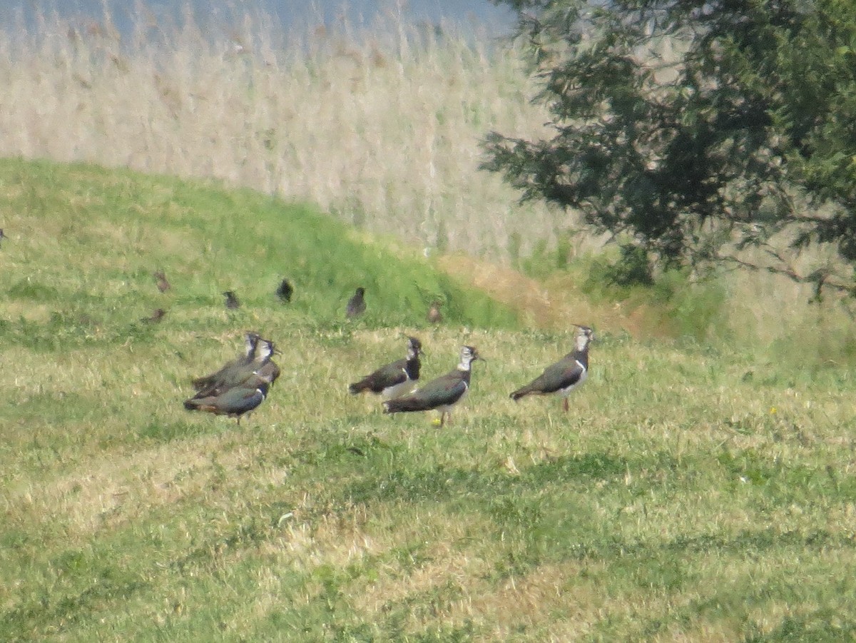Northern Lapwing - ML638621714