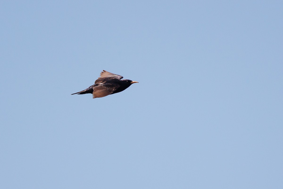 European Starling - ML638621715